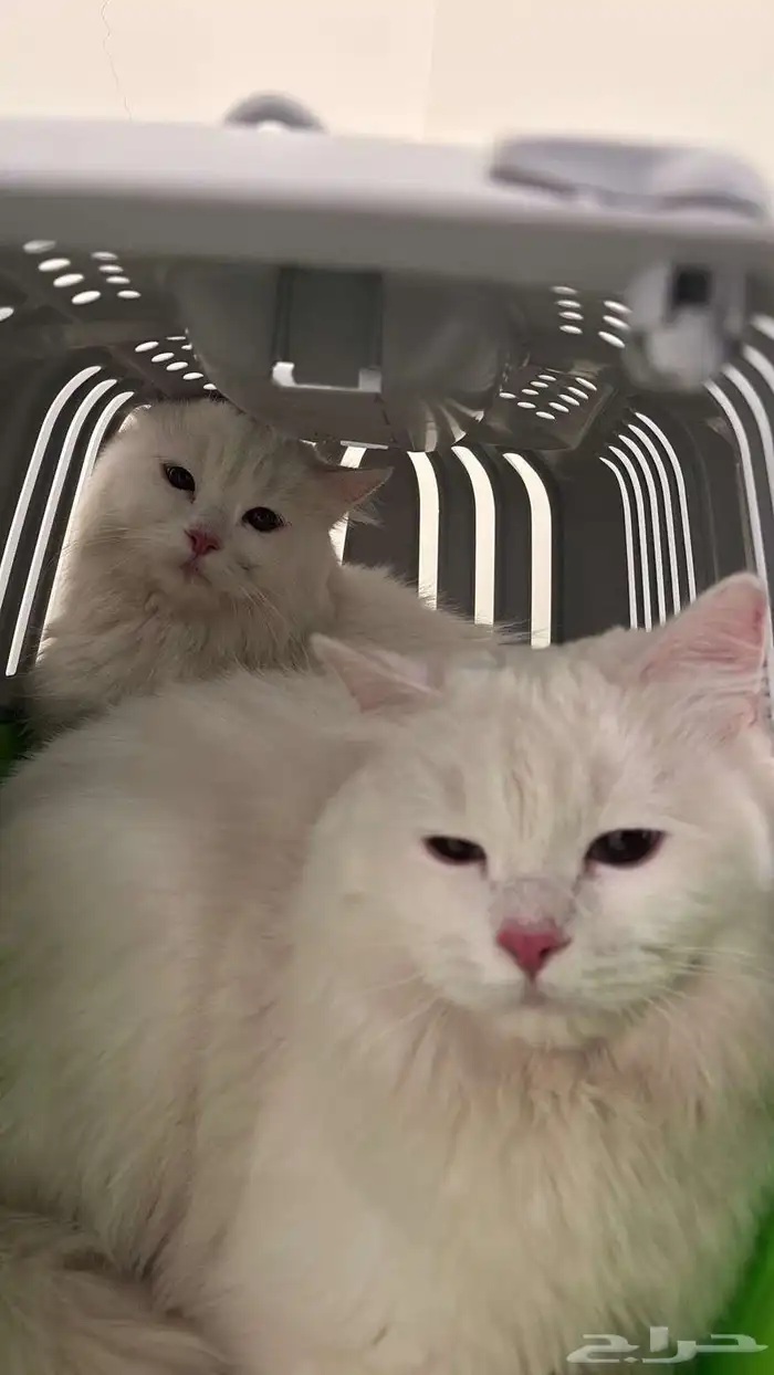 قطوه للبيع ب 1500 3