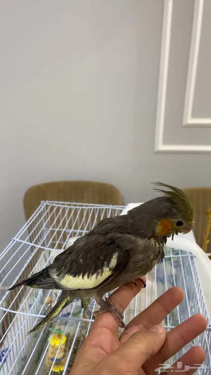 فروخ غر كروان روز 3