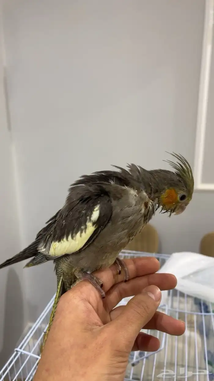 فروخ غر كروان روز 2