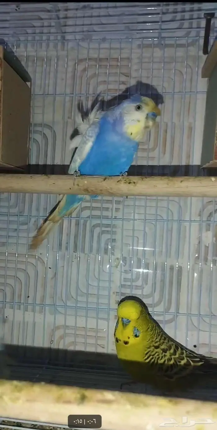 جوزين بادجي هوقن وذكر انجليزي منتجه شرط 13