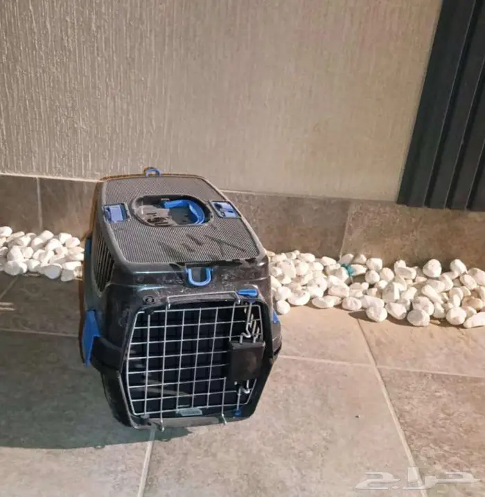 قط للبيع بالرياض مع مستلزماته 1