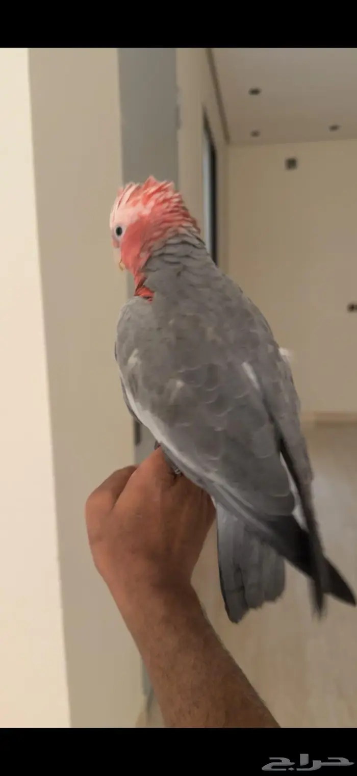 كوكاتو قالا اليف جدا وهدد نشبه 5