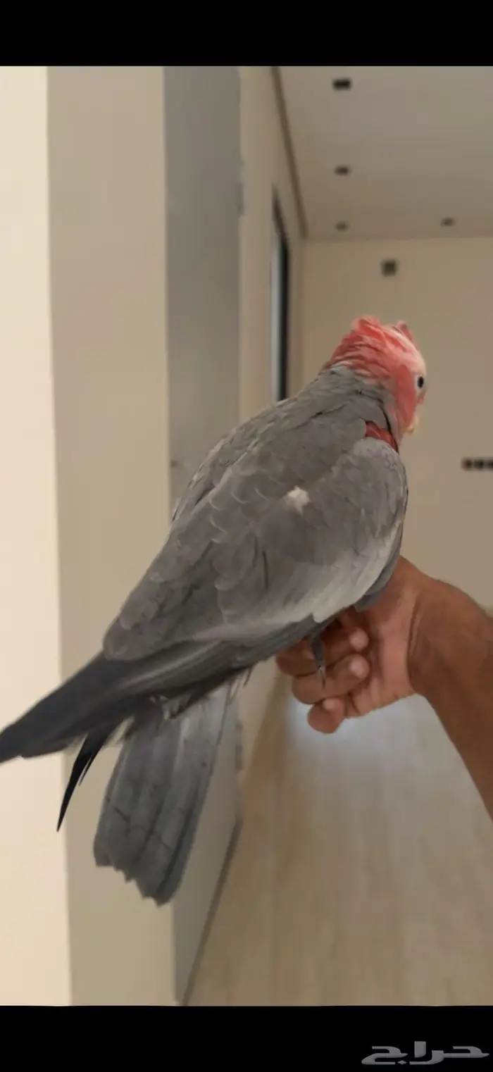 كوكاتو قالا اليف جدا وهدد نشبه 4