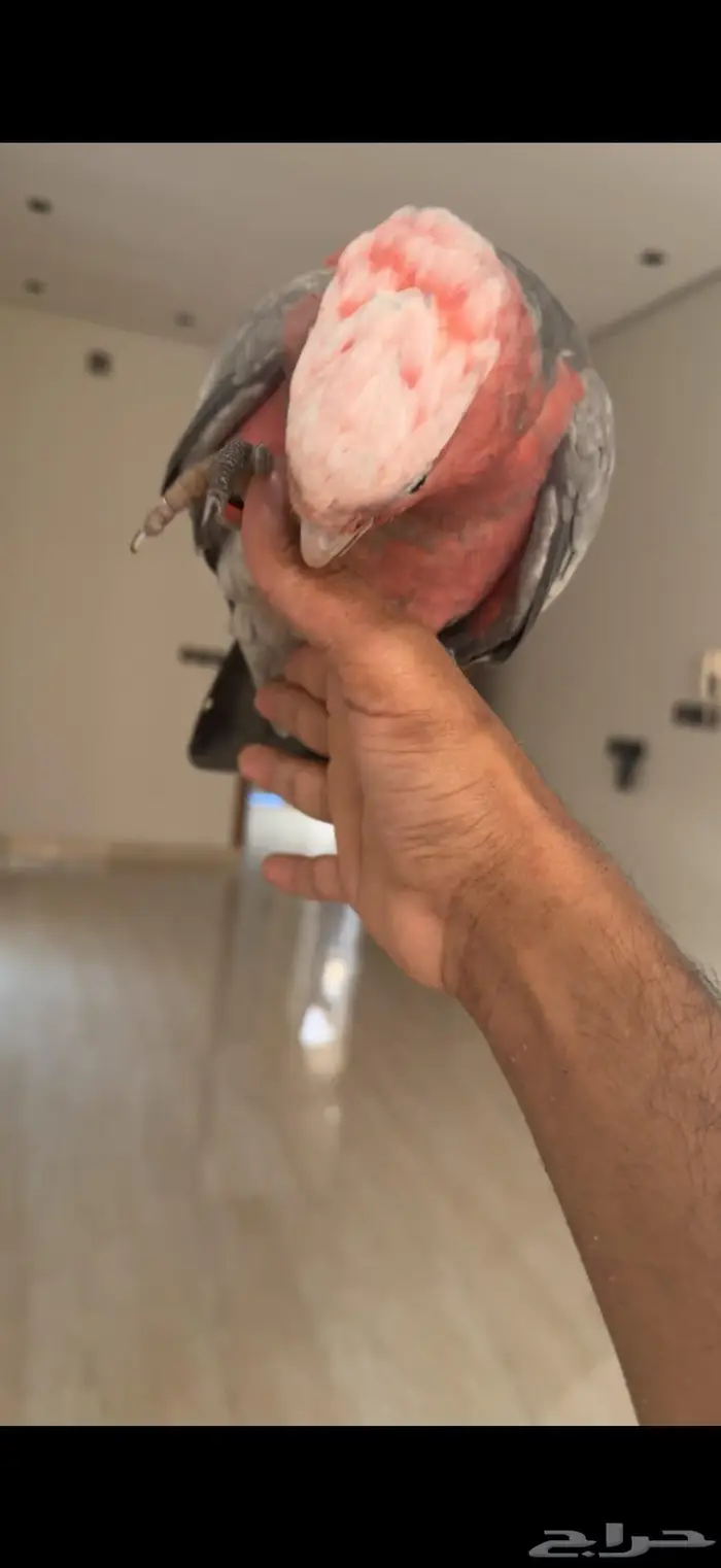 كوكاتو قالا اليف جدا وهدد نشبه 6