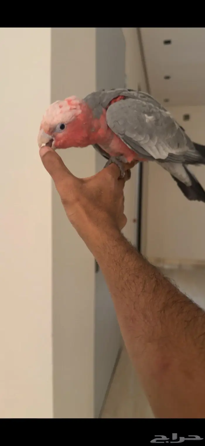 كوكاتو قالا اليف جدا وهدد نشبه 0