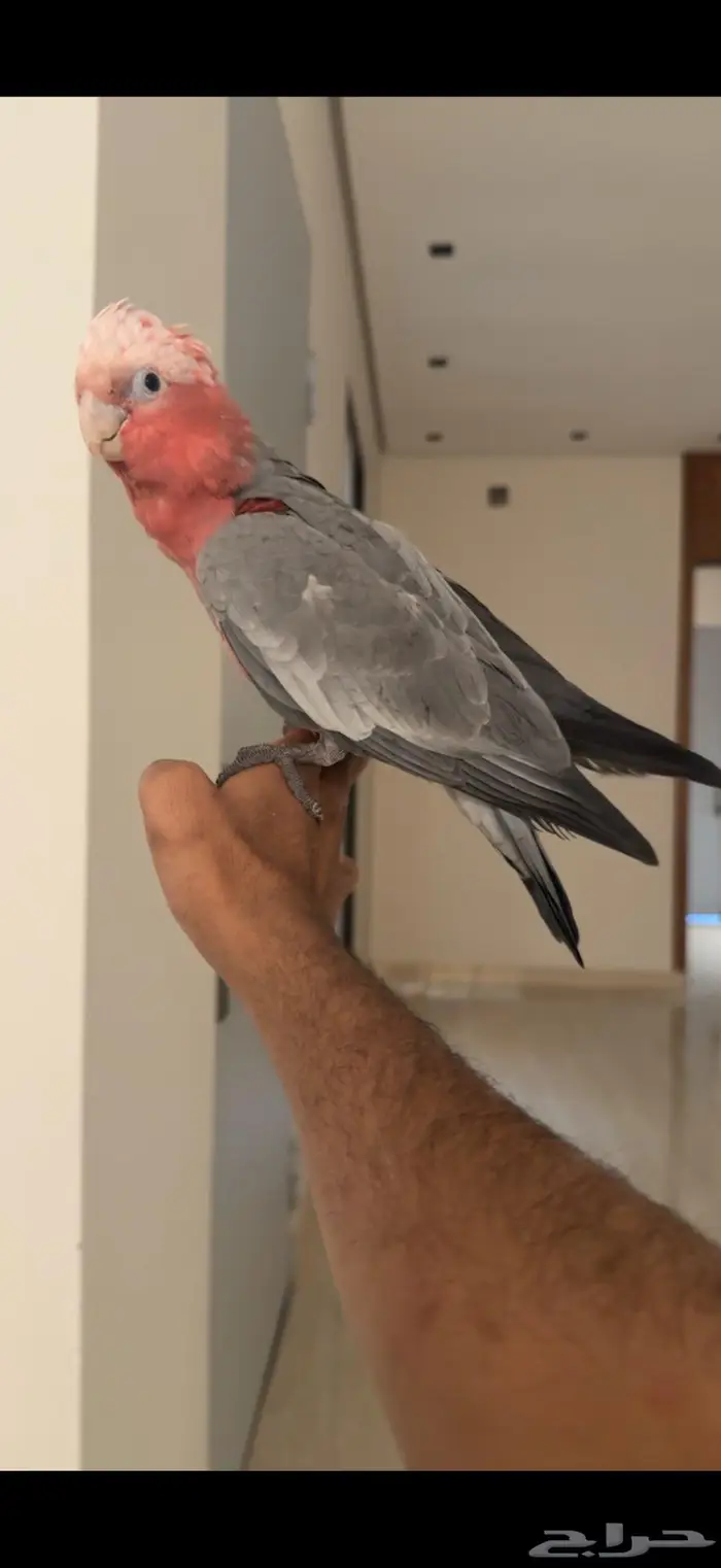 كوكاتو قالا اليف جدا وهدد نشبه 2