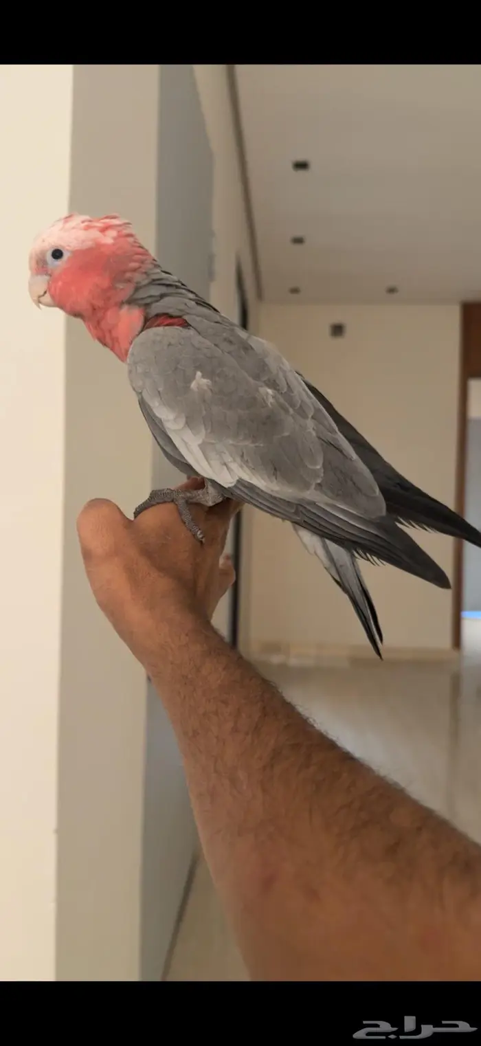 كوكاتو قالا اليف جدا وهدد نشبه 7