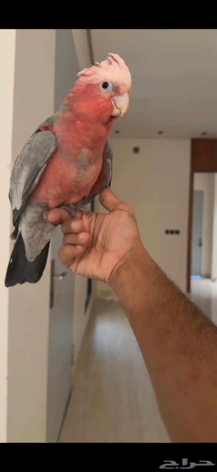 كوكاتو قالا اليف جدا وهدد نشبه 1