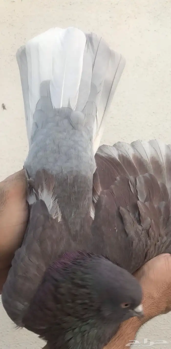 قطايف عرق الدمويات 20