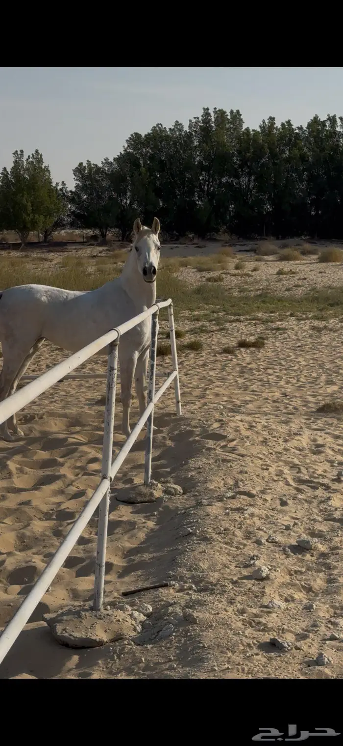 مهره شعبية تنافس الواهو 1