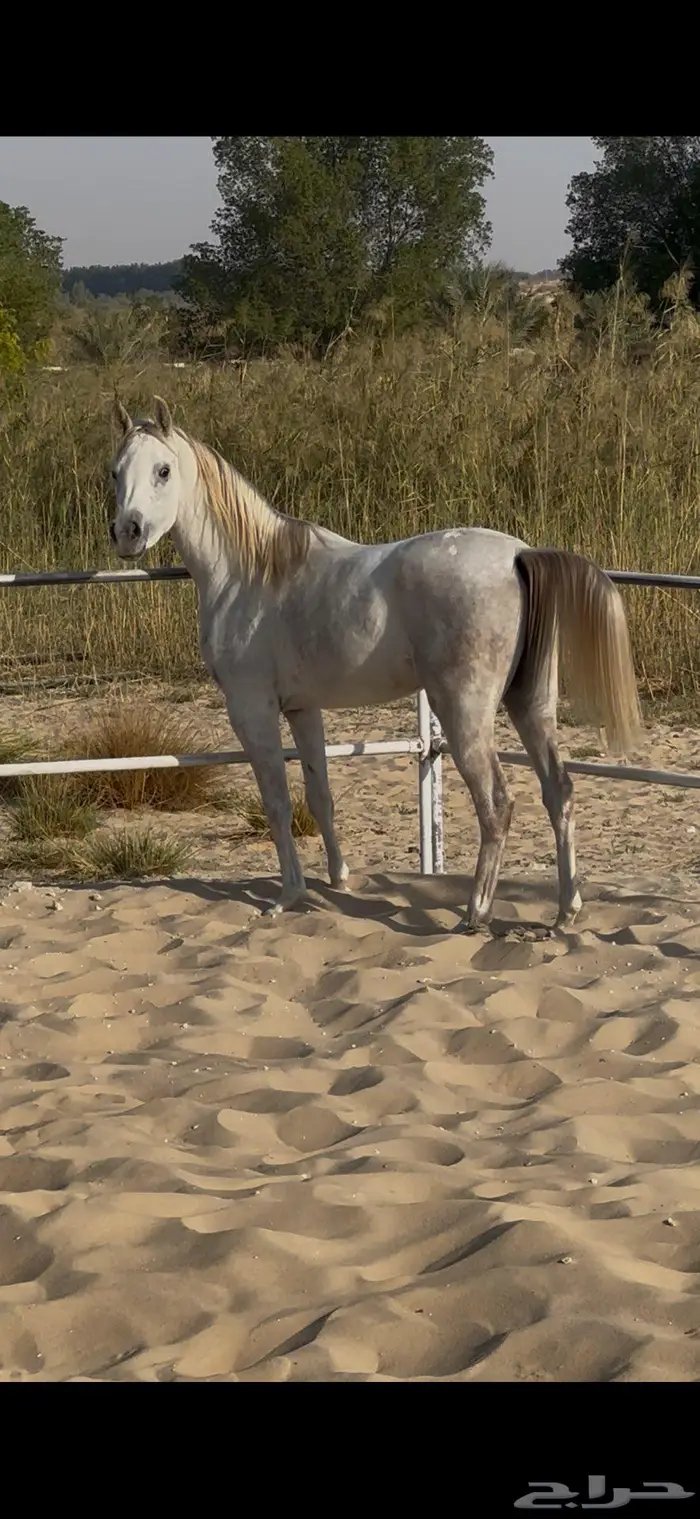 مهره شعبية تنافس الواهو 0