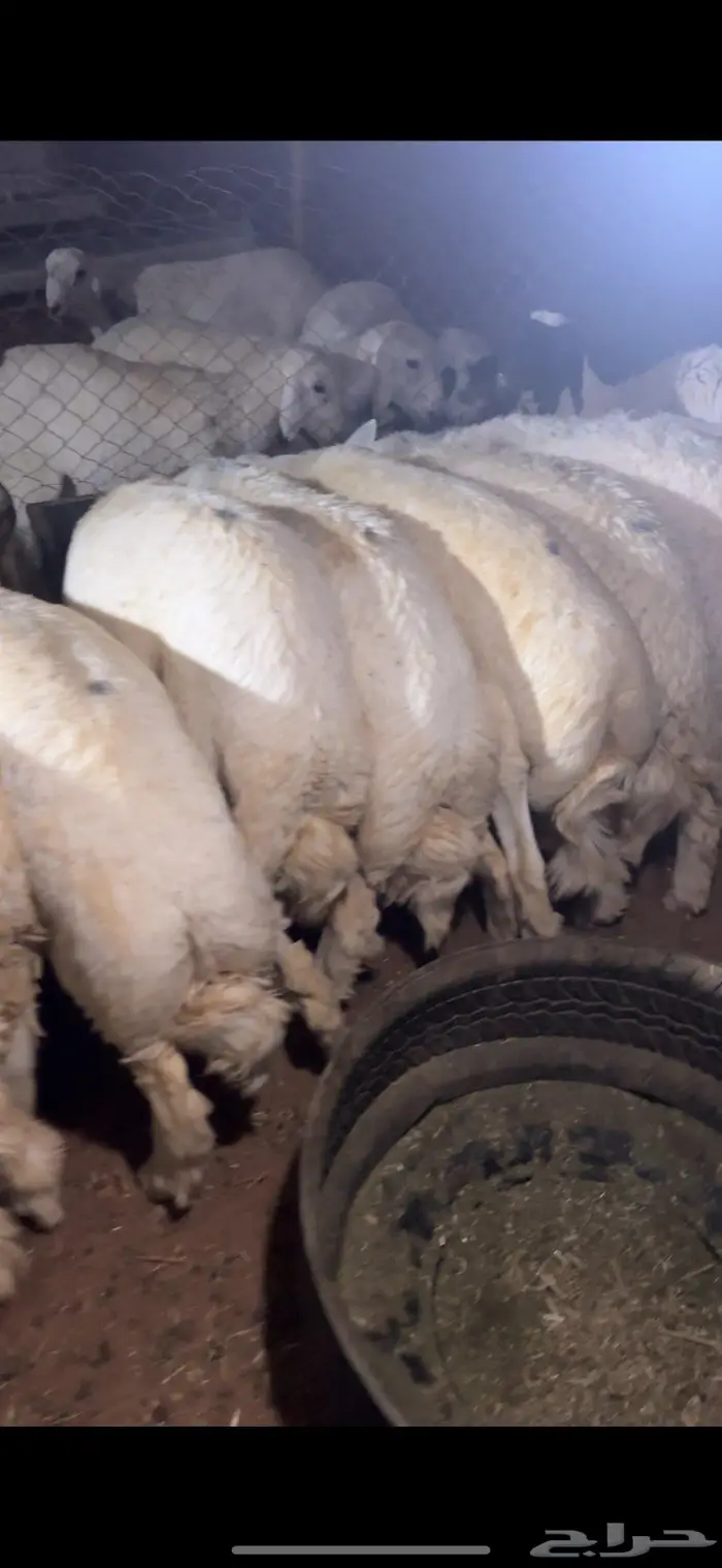 ذبايح حري وسواكن وتيوس يوجد ذبح وتوصيل 1