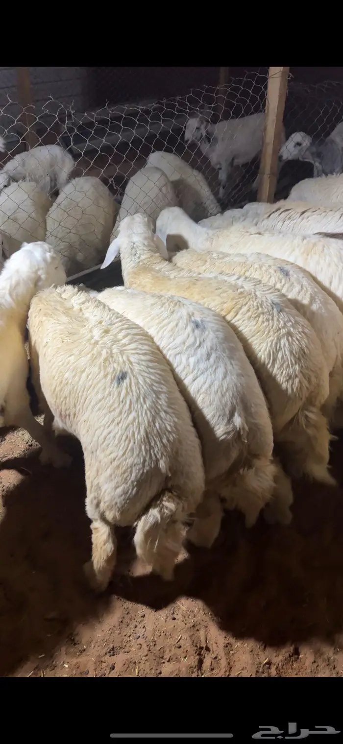 ذبايح حري وسواكن وتيوس يوجد ذبح وتوصيل 2
