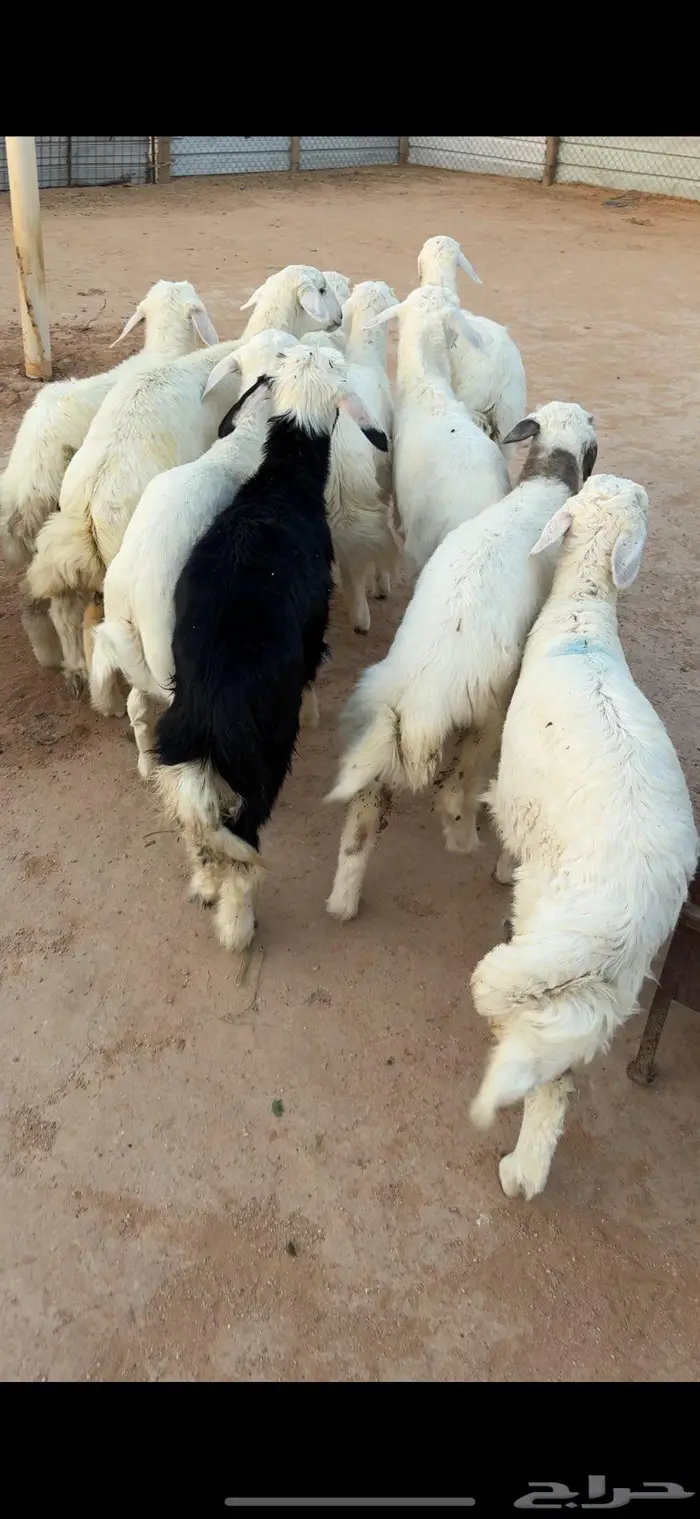 ذبايح حري وسواكن وتيوس يوجد ذبح وتوصيل 3