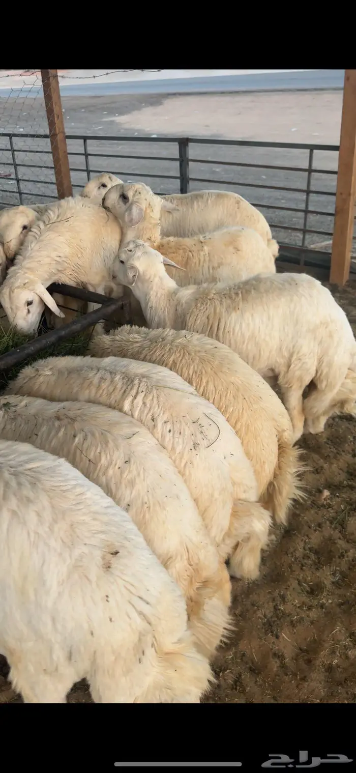 ذبايح حري وسواكن وتيوس يوجد ذبح وتوصيل 5