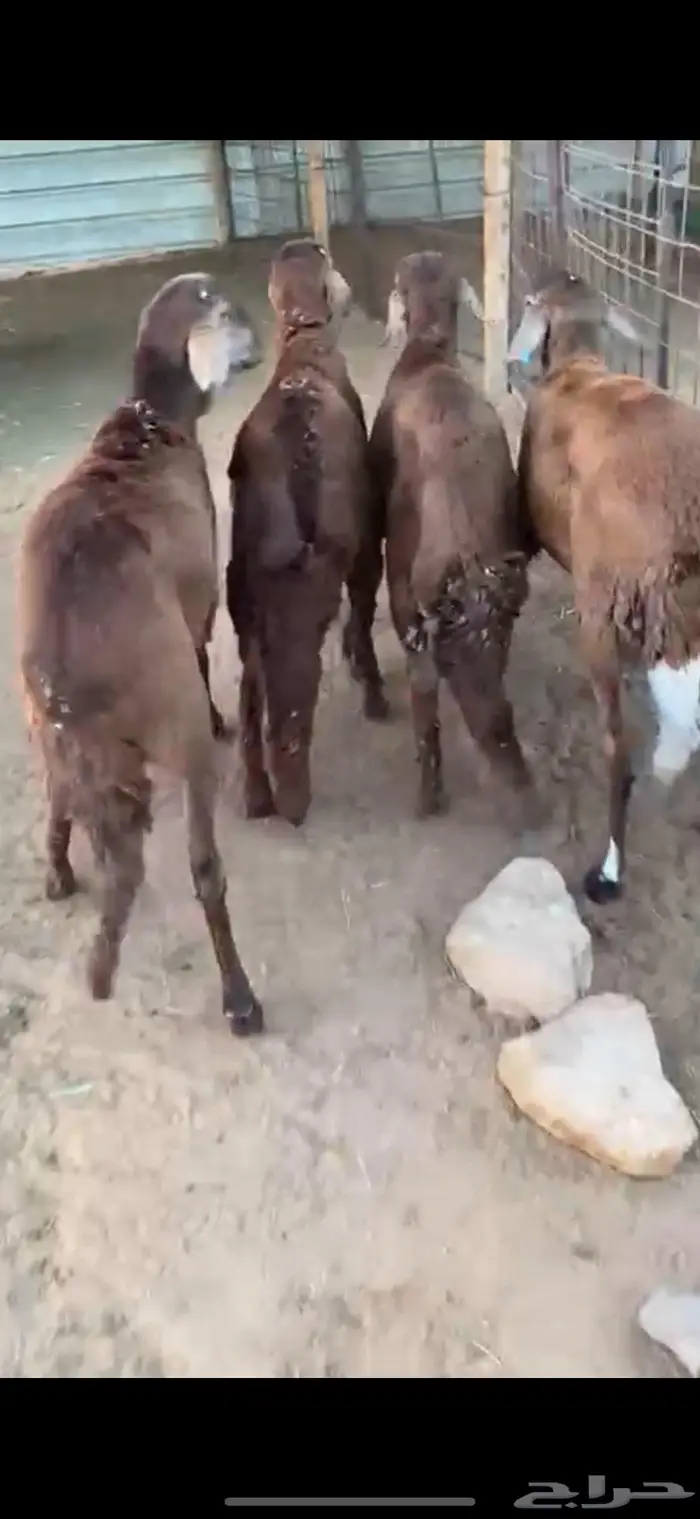 ذبايح حري وسواكن وتيوس يوجد ذبح وتوصيل 6