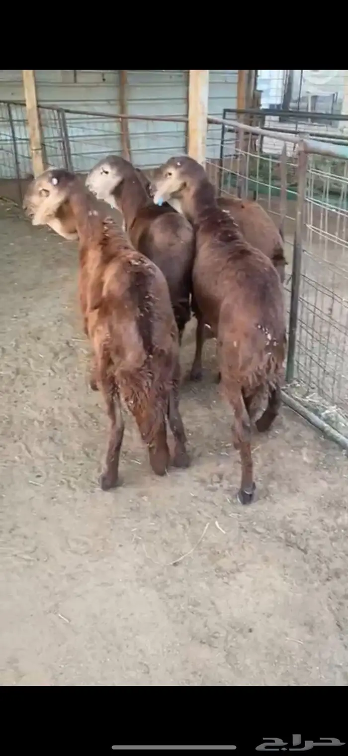 ذبايح حري وسواكن وتيوس يوجد ذبح وتوصيل 4