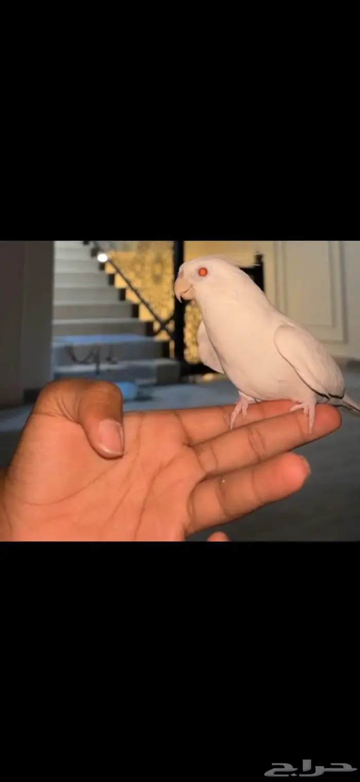 كرون اللبينو متكلم 0