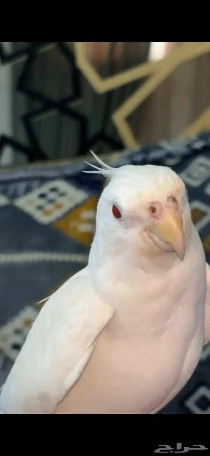 كرون اللبينو متكلم 2