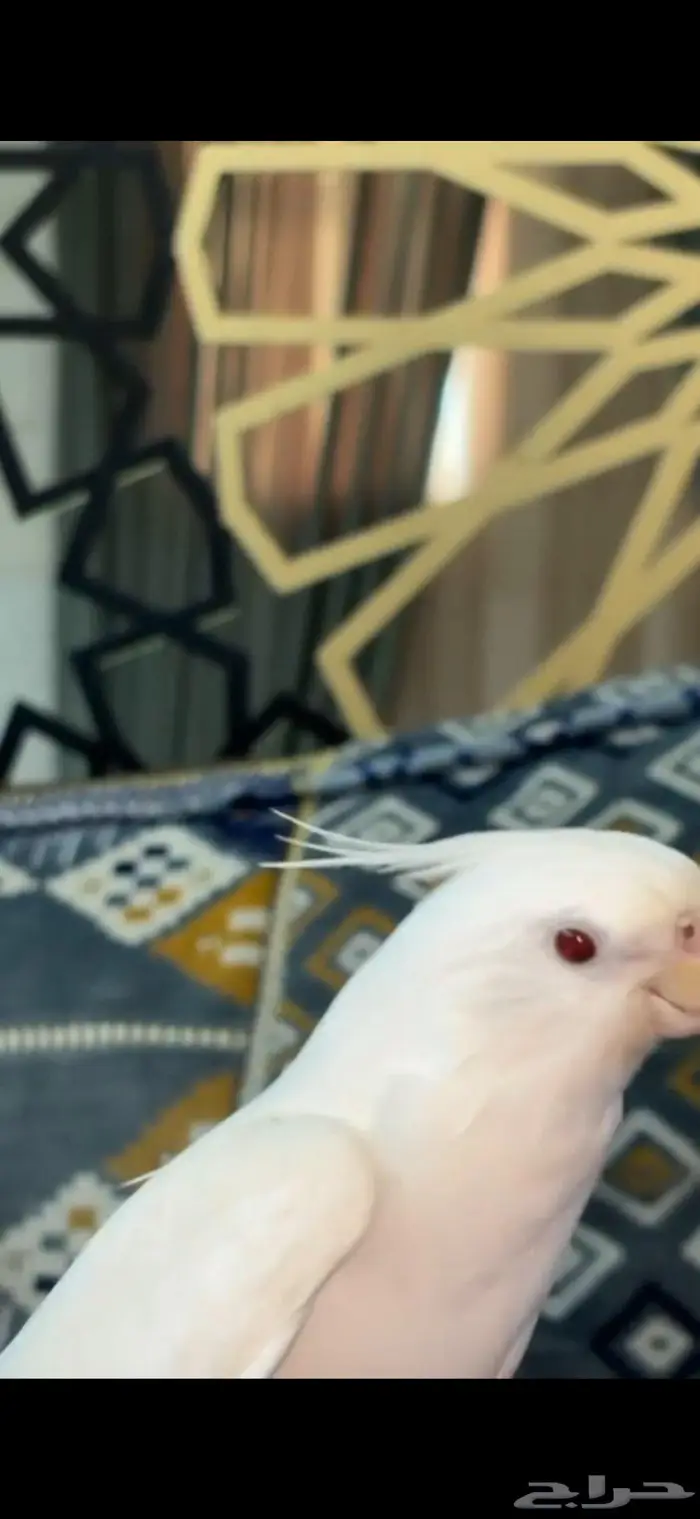 كرون اللبينو متكلم 4