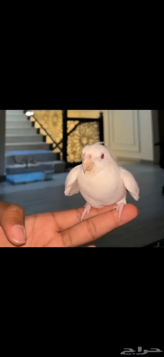 كرون اللبينو متكلم 1