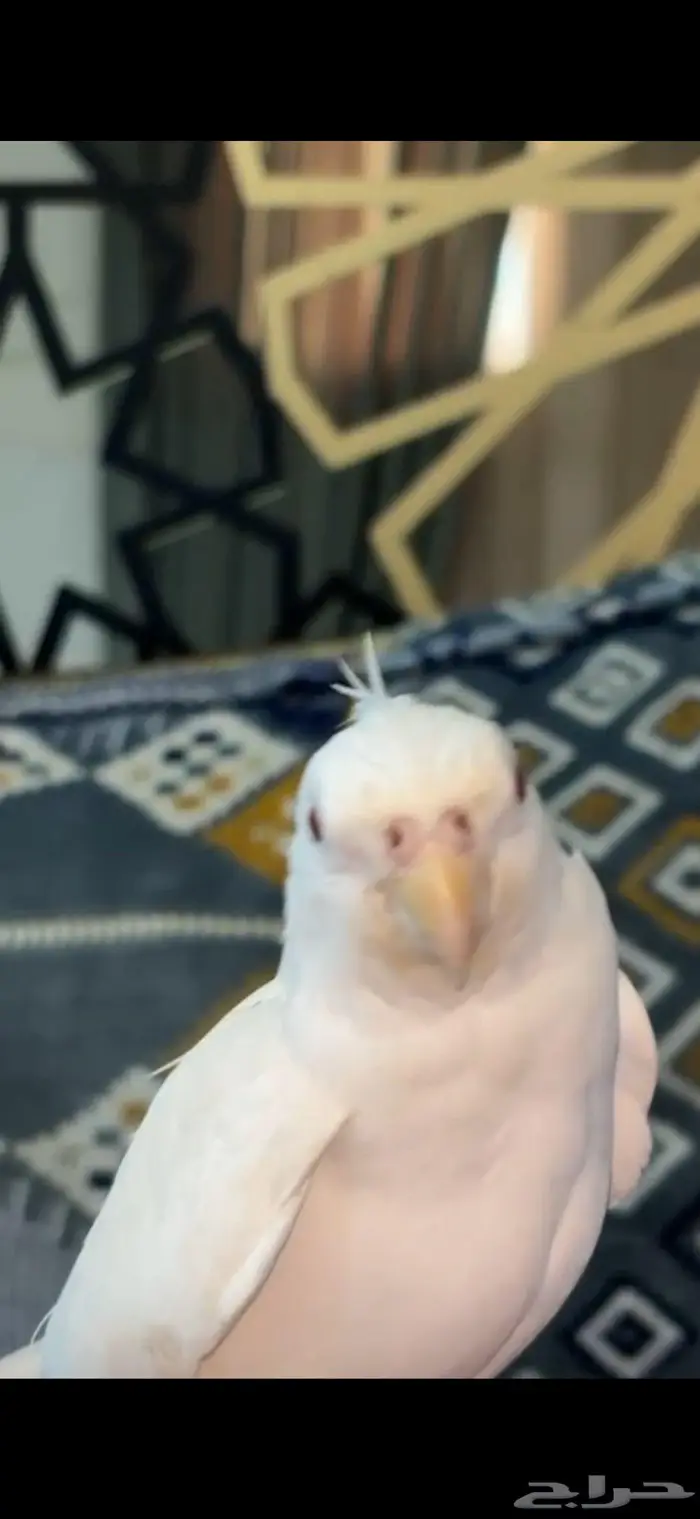 كرون اللبينو متكلم 5