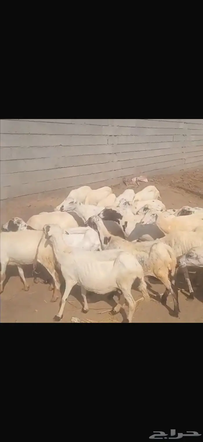 ضان بلدي العدد 22 4