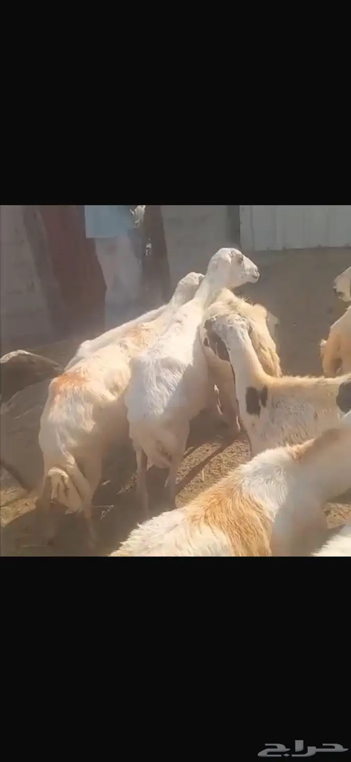 ضان بلدي العدد 22 1