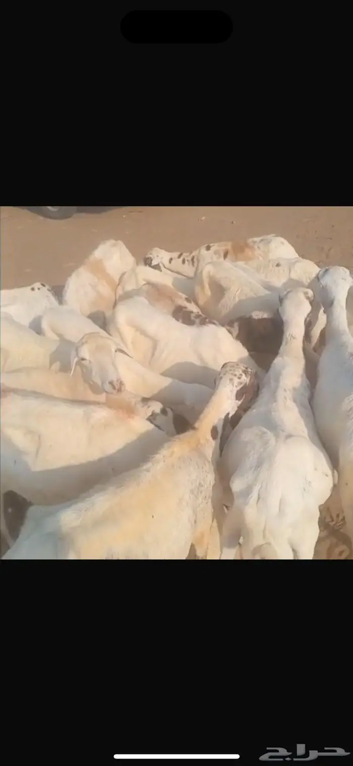 ضان بلدي العدد 22 5