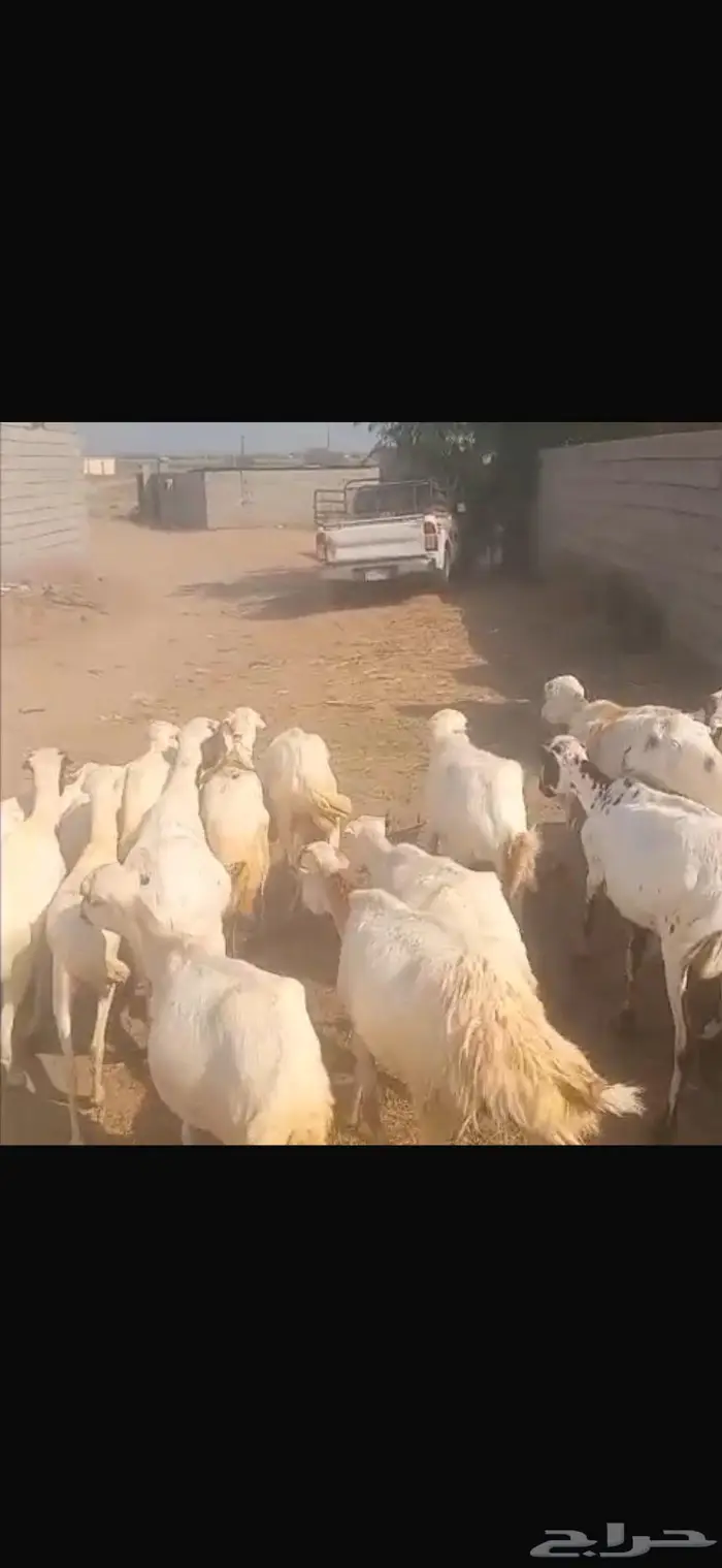 ضان بلدي العدد 22 3