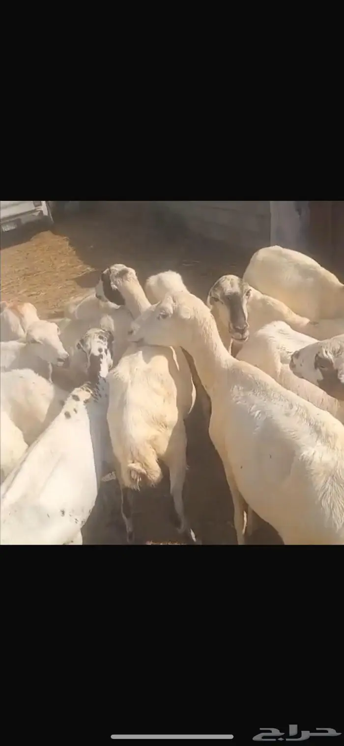 ضان بلدي العدد 22 0