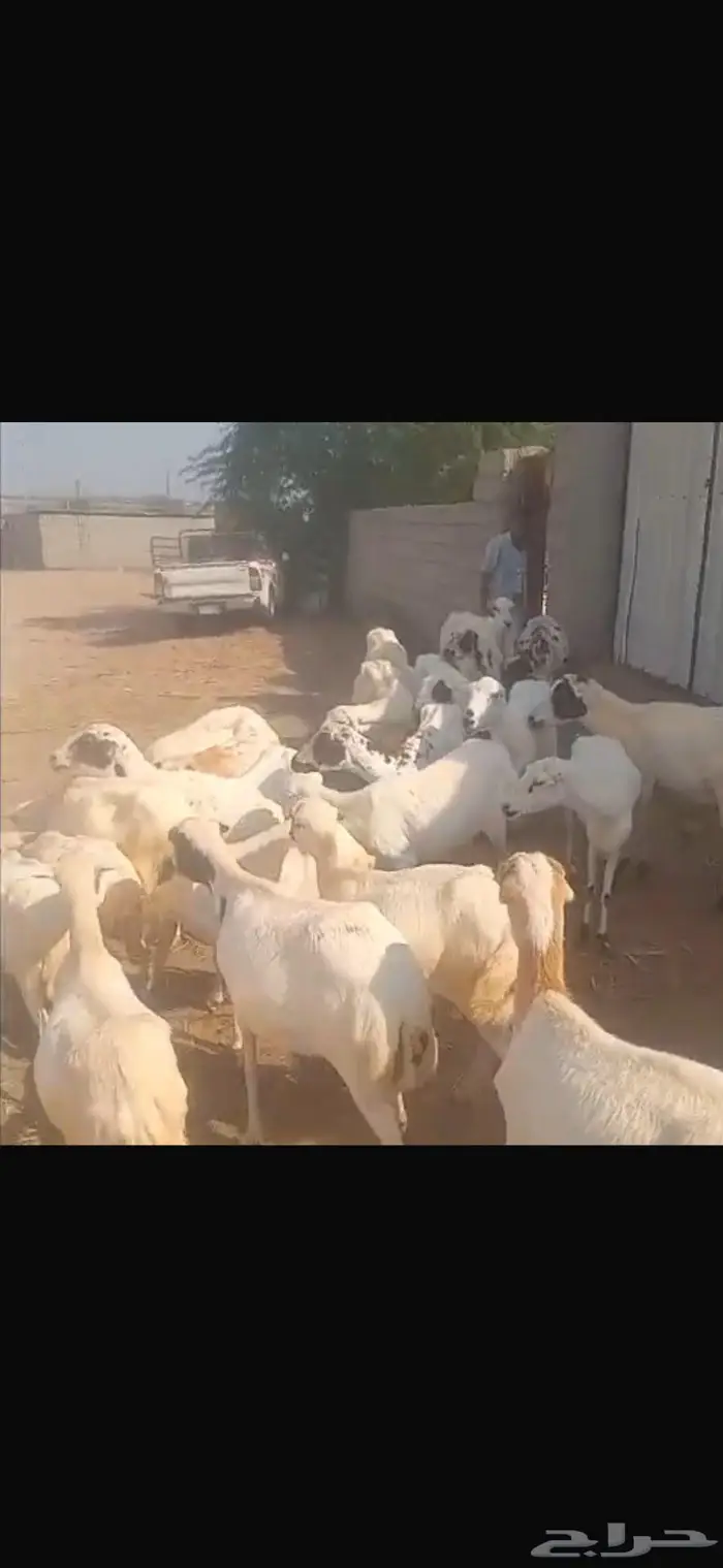 ضان بلدي العدد 22 2