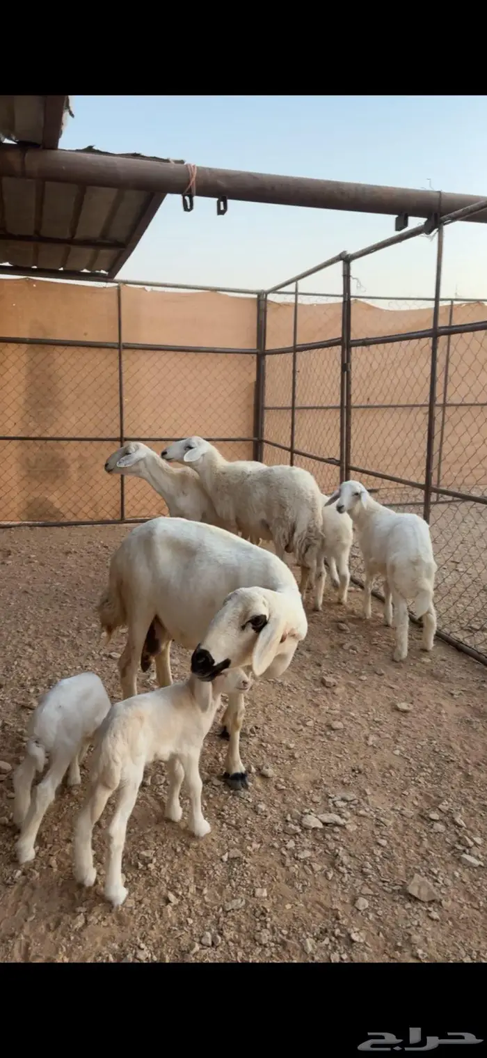 متابيع 3 تحتها 4 1