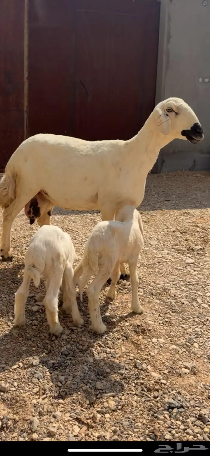 متابيع 3 تحتها 4 2