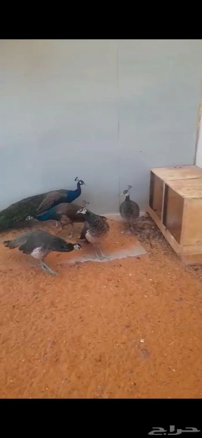 طائوس ازرق للبيع 0