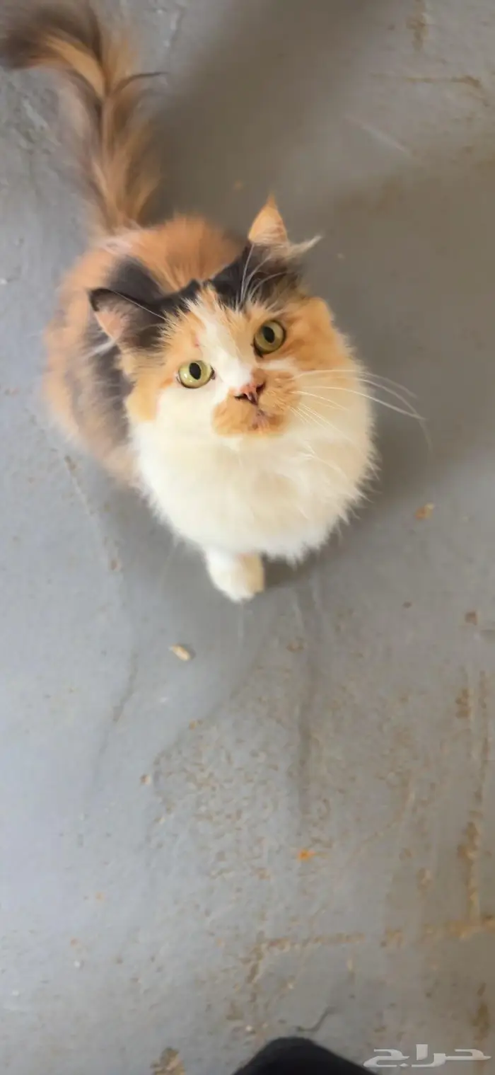 للتبني انثى معقمه سليمه 1