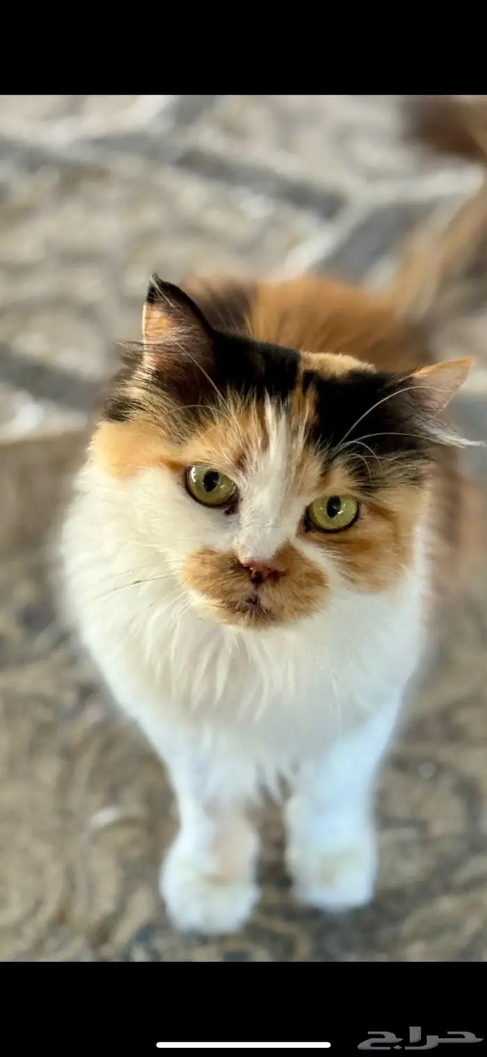 للتبني انثى معقمه سليمه 0