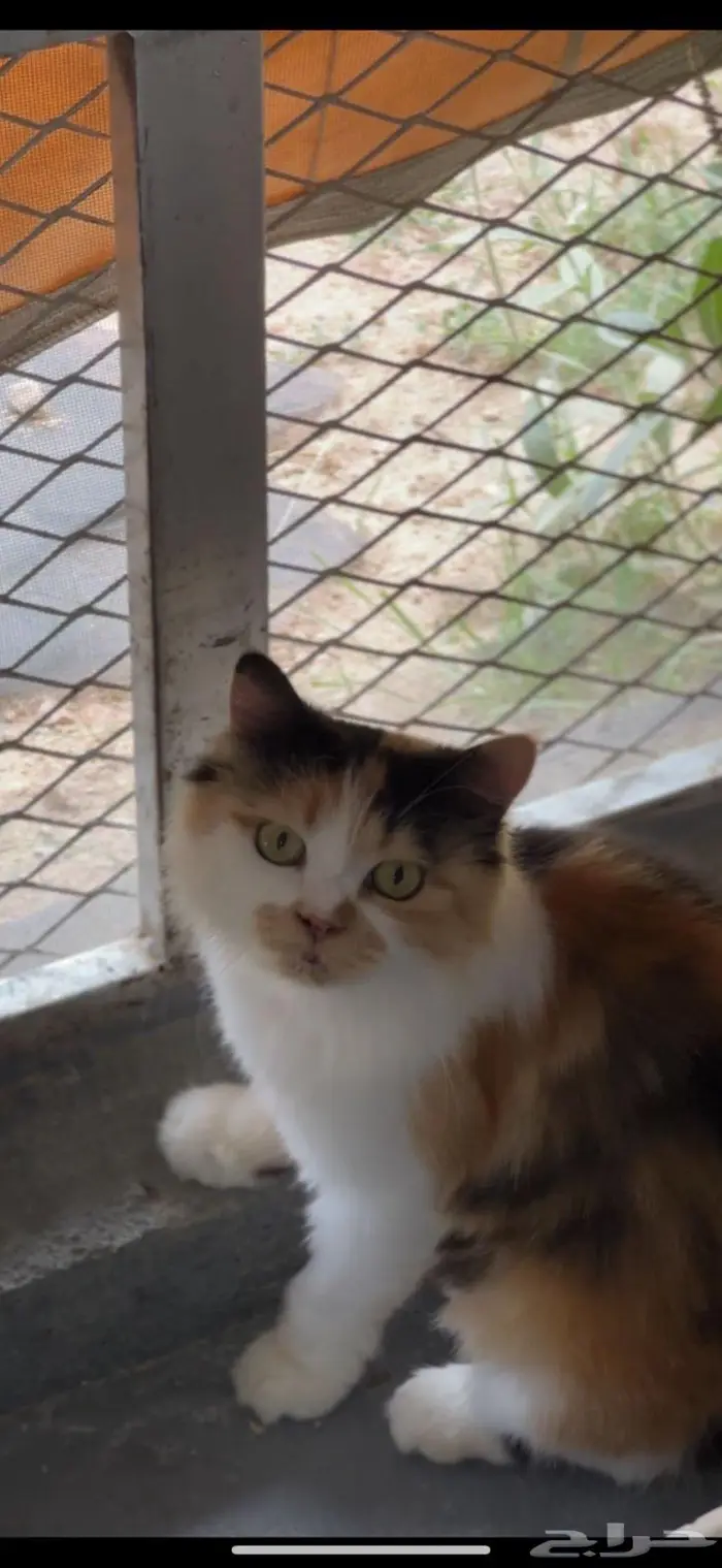 للتبني انثى معقمه سليمه 2