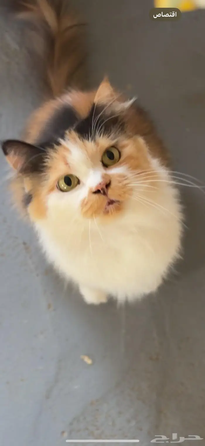 للتبني انثى معقمه سليمه 3