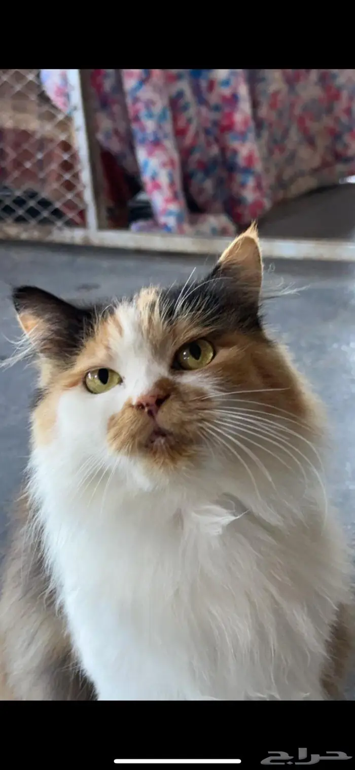 للتبني انثى معقمه سليمه 4