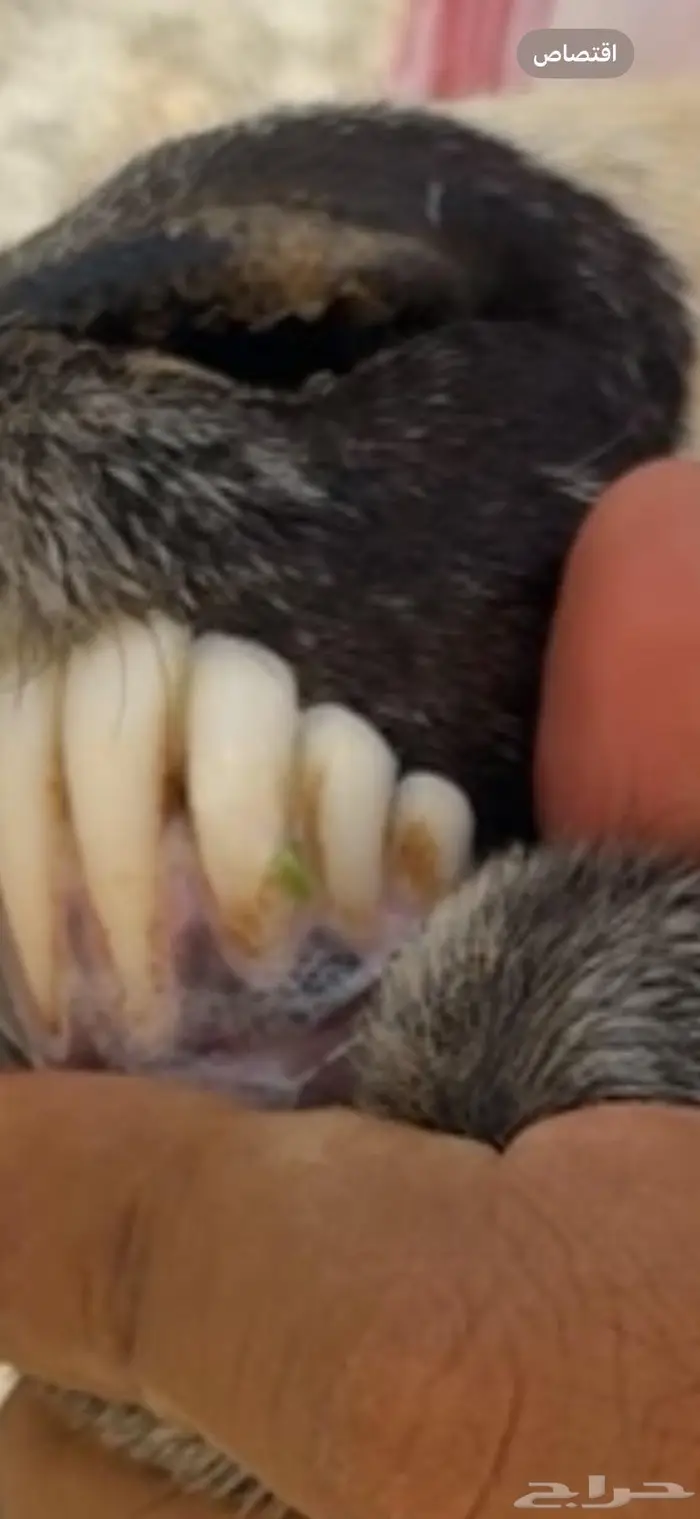 متابيع 3 تحتها 4 3