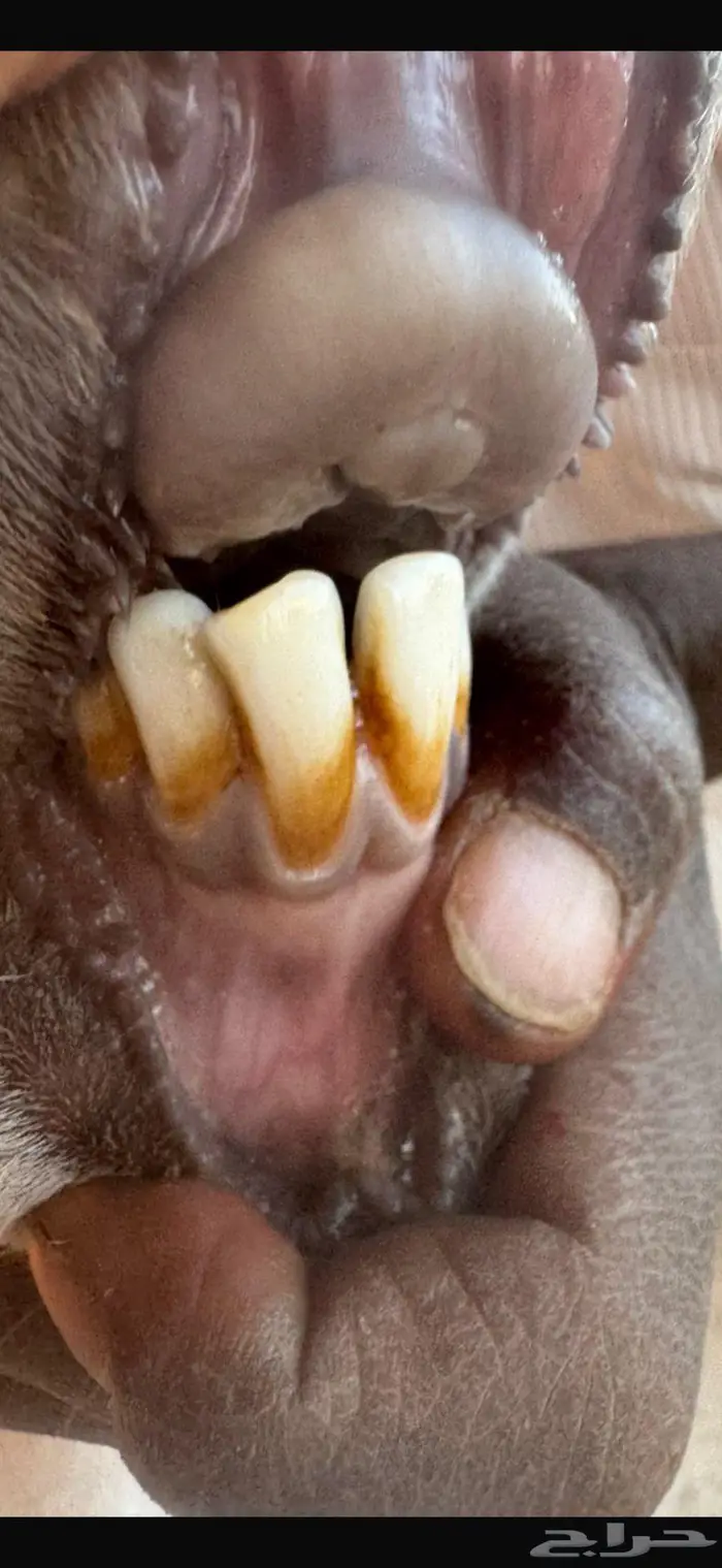 متابيع 3 تحتها 4 5