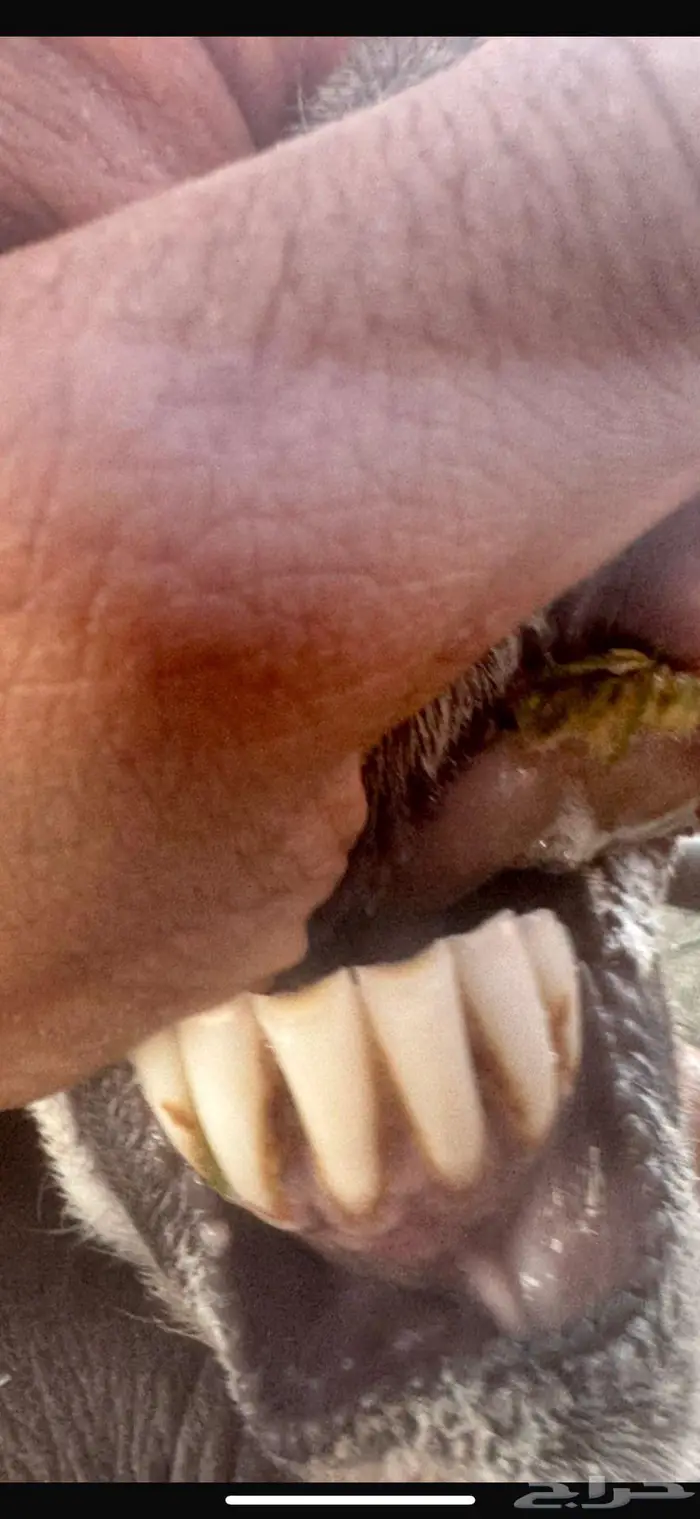 متابيع 3 تحتها 4 4