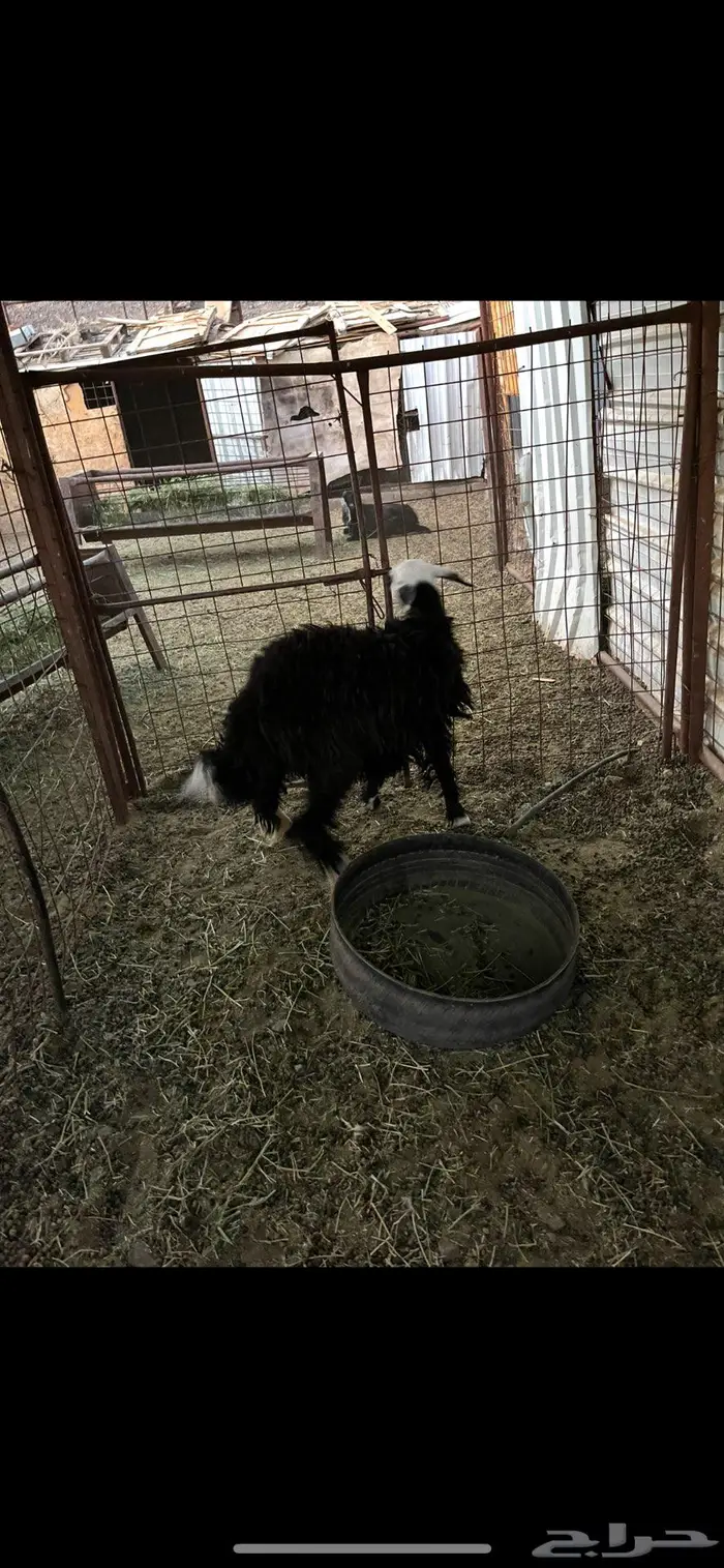 رحله نجديه 0