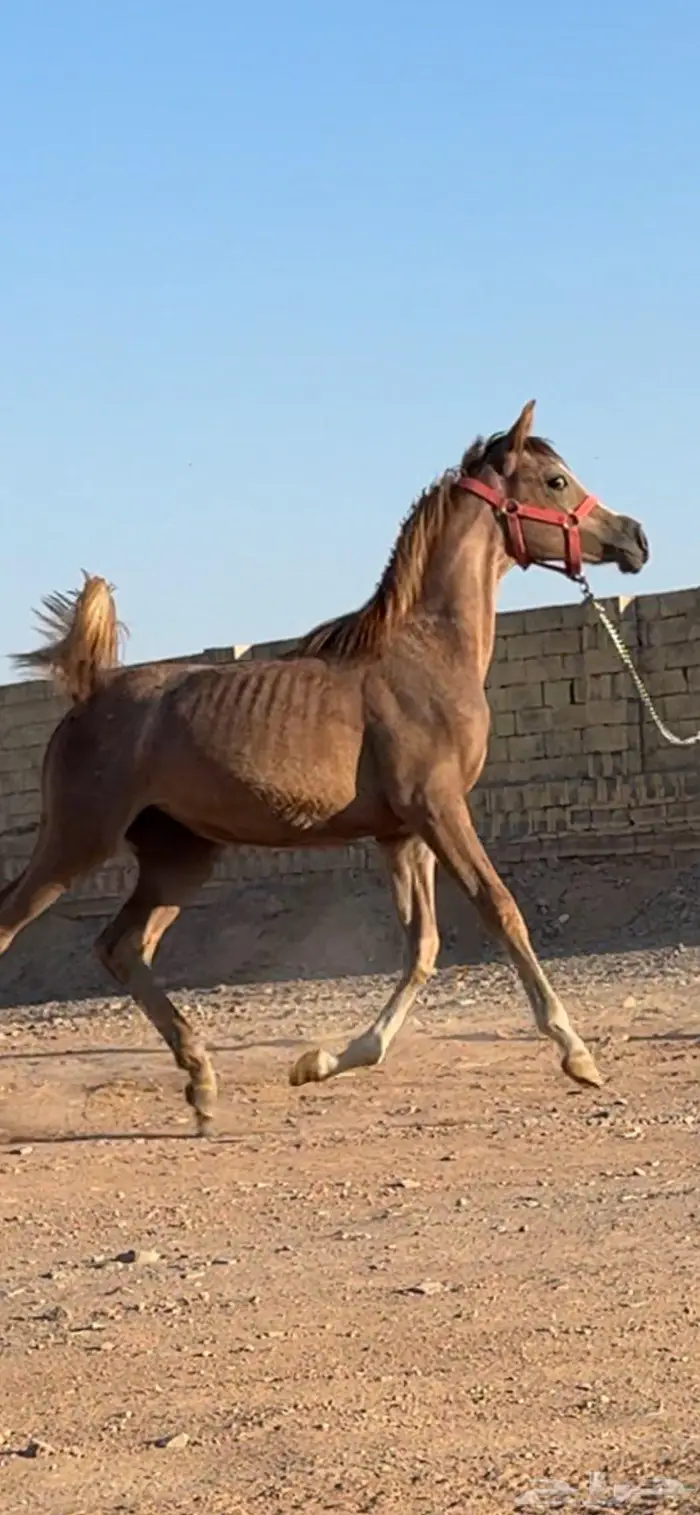 مهره واهو شيخة 1