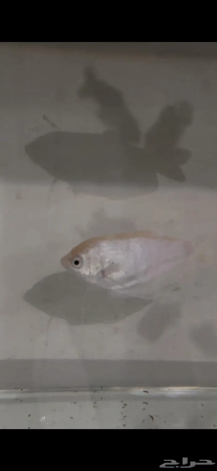 سمك غورامي فضية (Silver Gouram) 0