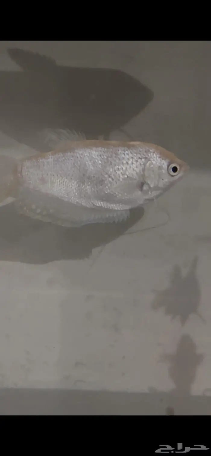 سمك غورامي فضية (Silver Gouram) 1