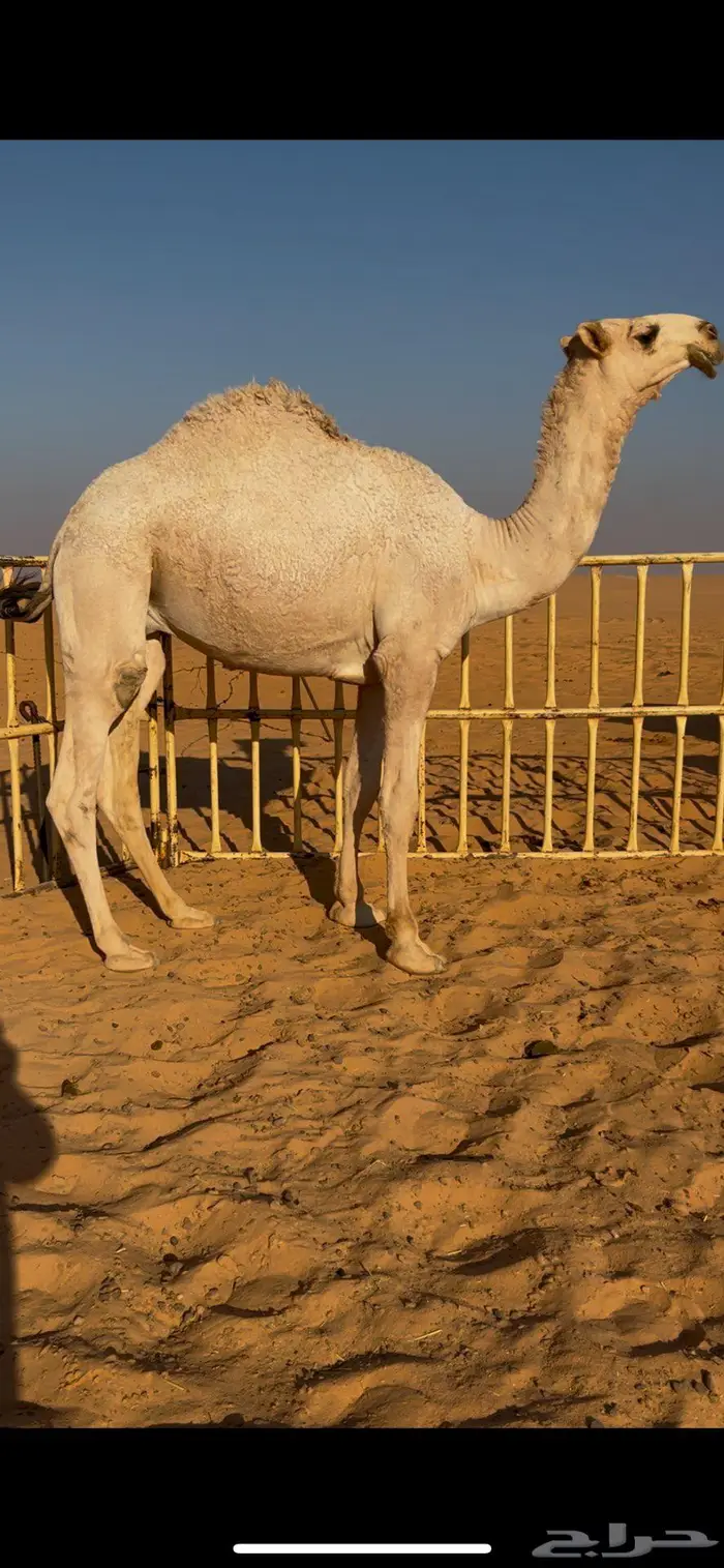 قعدان قصب طيبه بريات وشرط أنهن افحول 0