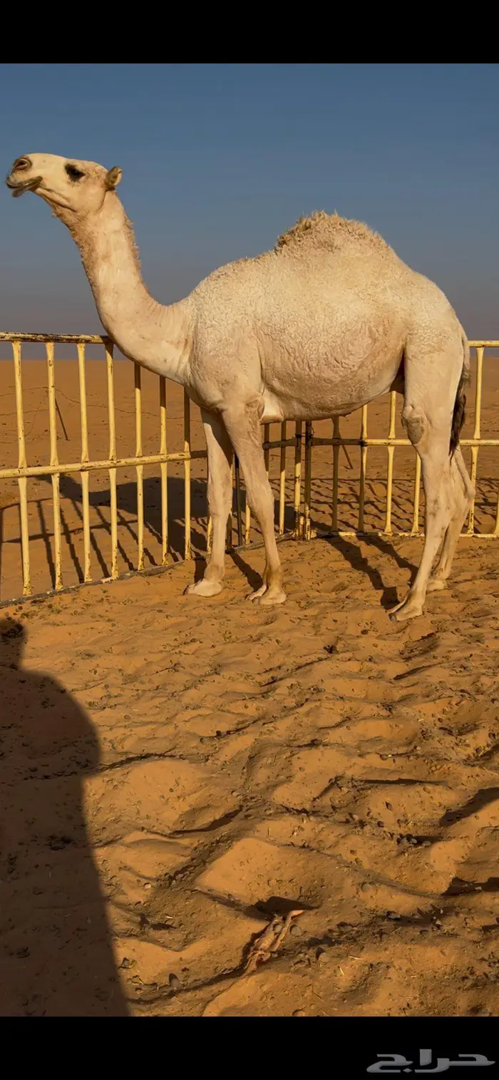 قعدان قصب طيبه بريات وشرط أنهن افحول 3