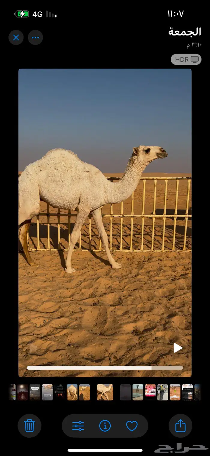 قعدان قصب طيبه بريات وشرط أنهن افحول 1